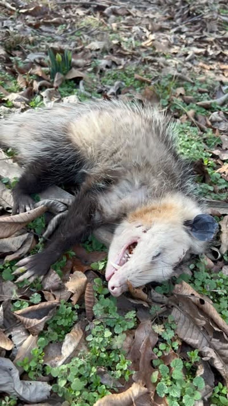 Playing Dead Is Their Defense, Not Aggression