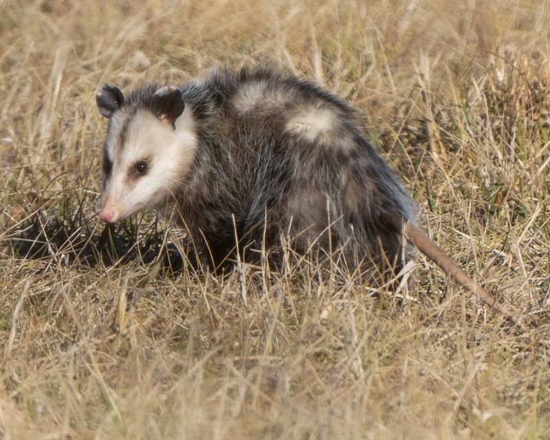 Relocation Often Leads To Death