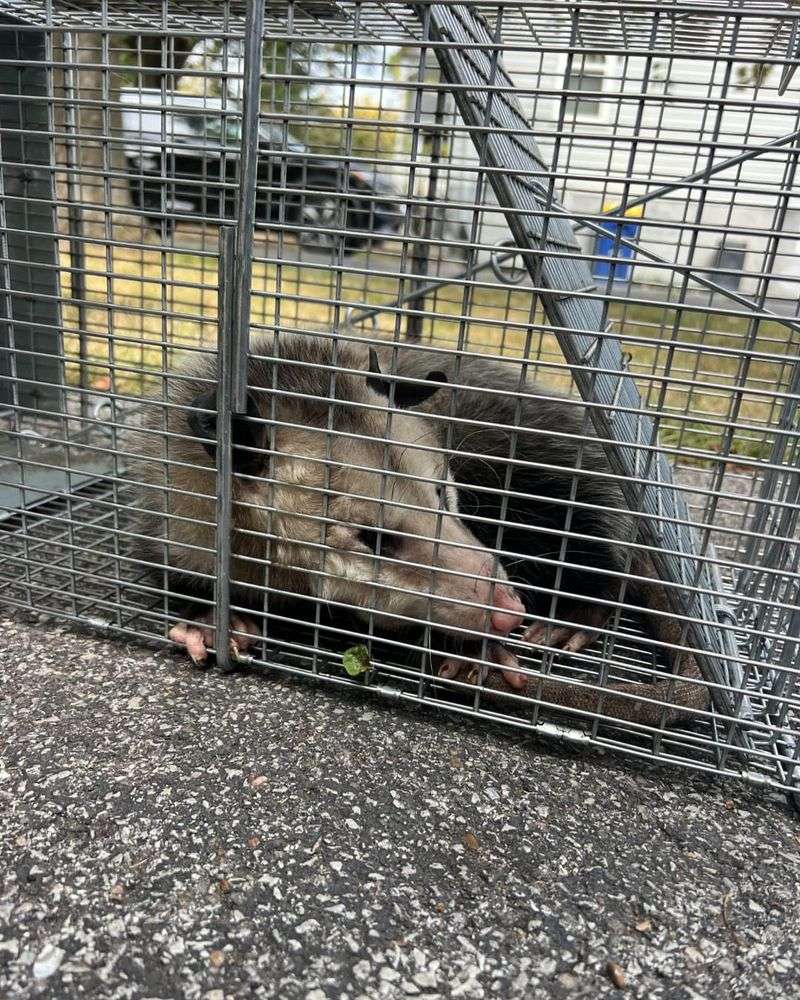 Professional Help Beats DIY Attempts