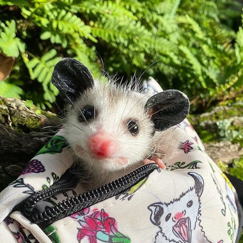 Baby Possums Need Special Consideration