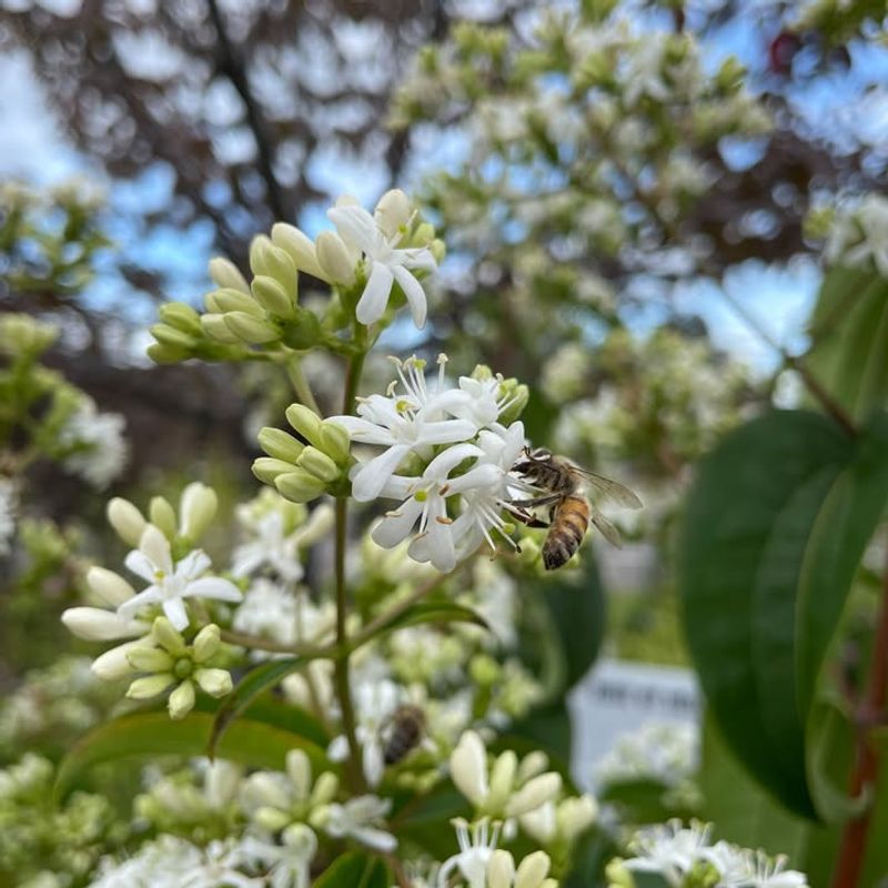 Supports Over Twenty Species Of Native Bees