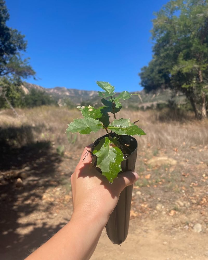 Acorns Can Sprout Into Baby Oak Trees