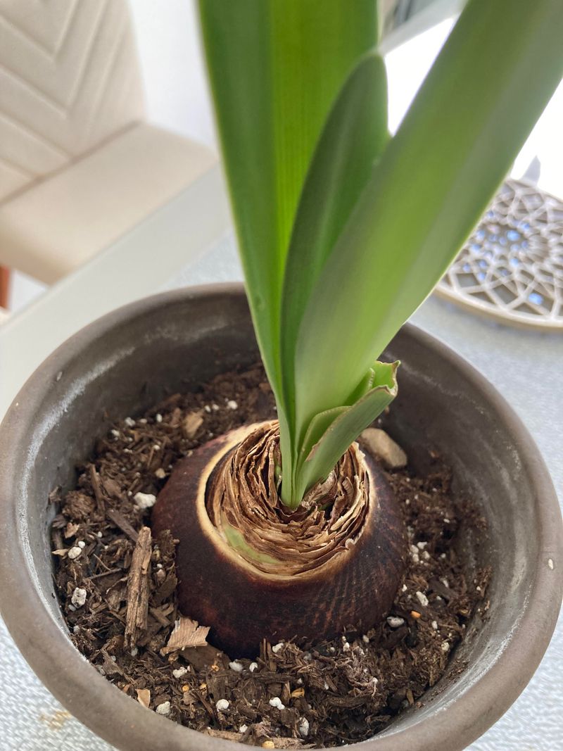 Tossing The Bulb After Flowers Fade