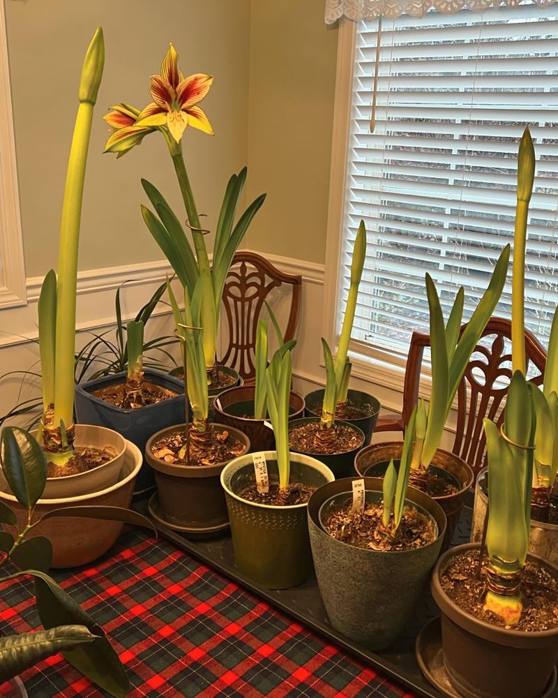 Comparing Bulb Varieties And Colors