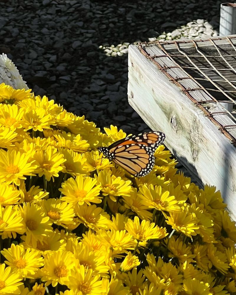 Native Pollinators Benefit From Late-Season Nectar