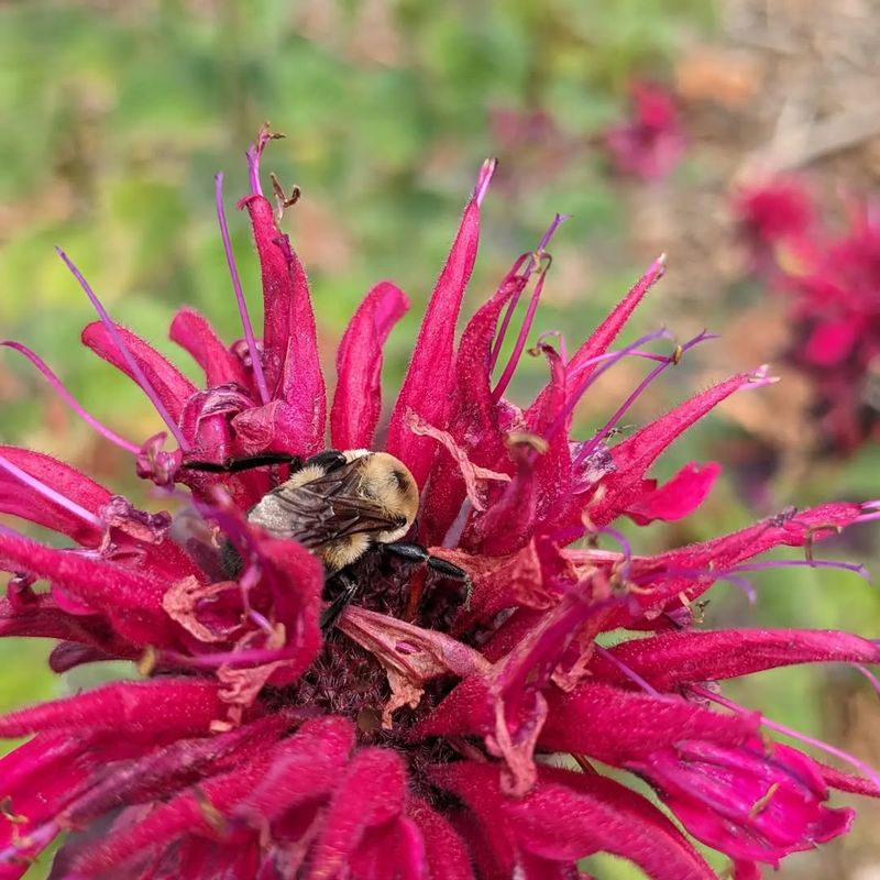 Native Plant Status Supports Local Species