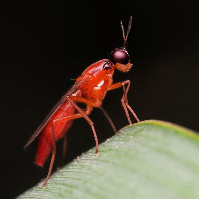 Reduced Pest Pressure Improves Quality