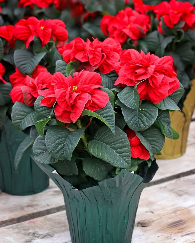 Simple and Cost-Effective Plant Care Solution