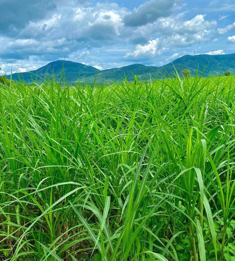 Photosynthesis Continues Longer With More Leaf Surface Area