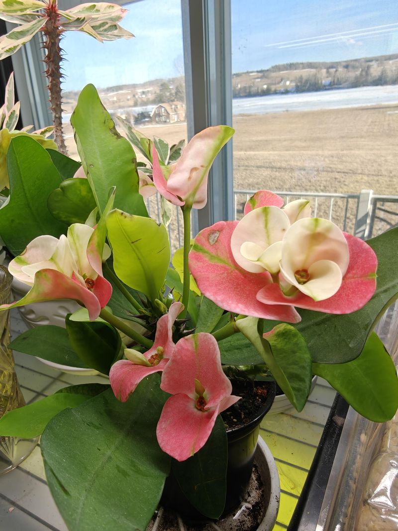 Morning Photosynthesis Boosts Plant Immunity All Day Long