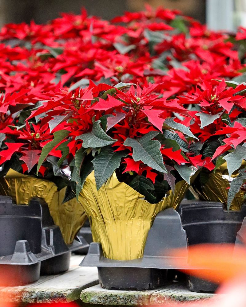 Loose Soil Indicates Recent Repotting