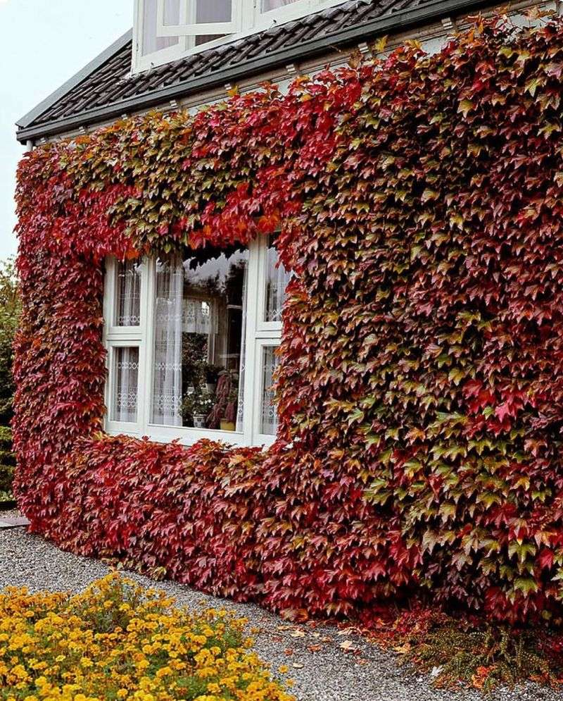 Virginia Creeper Often Gets Confused With Poison Ivy