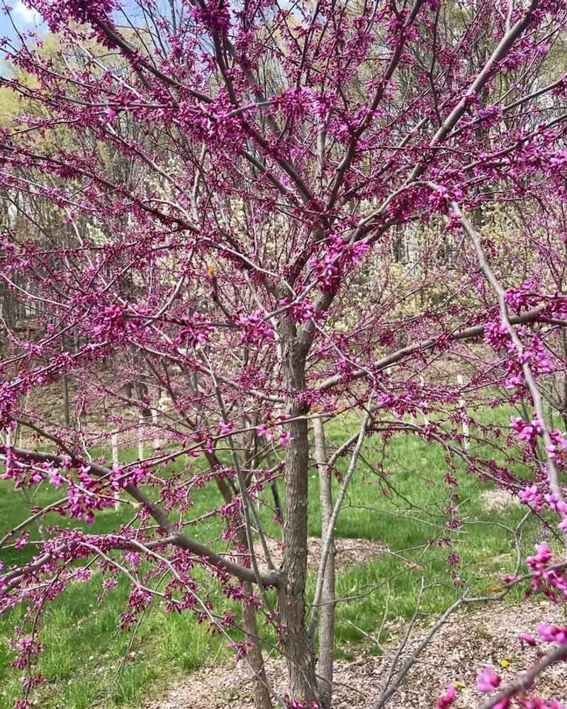 Branch Structure Offers Nesting Sites