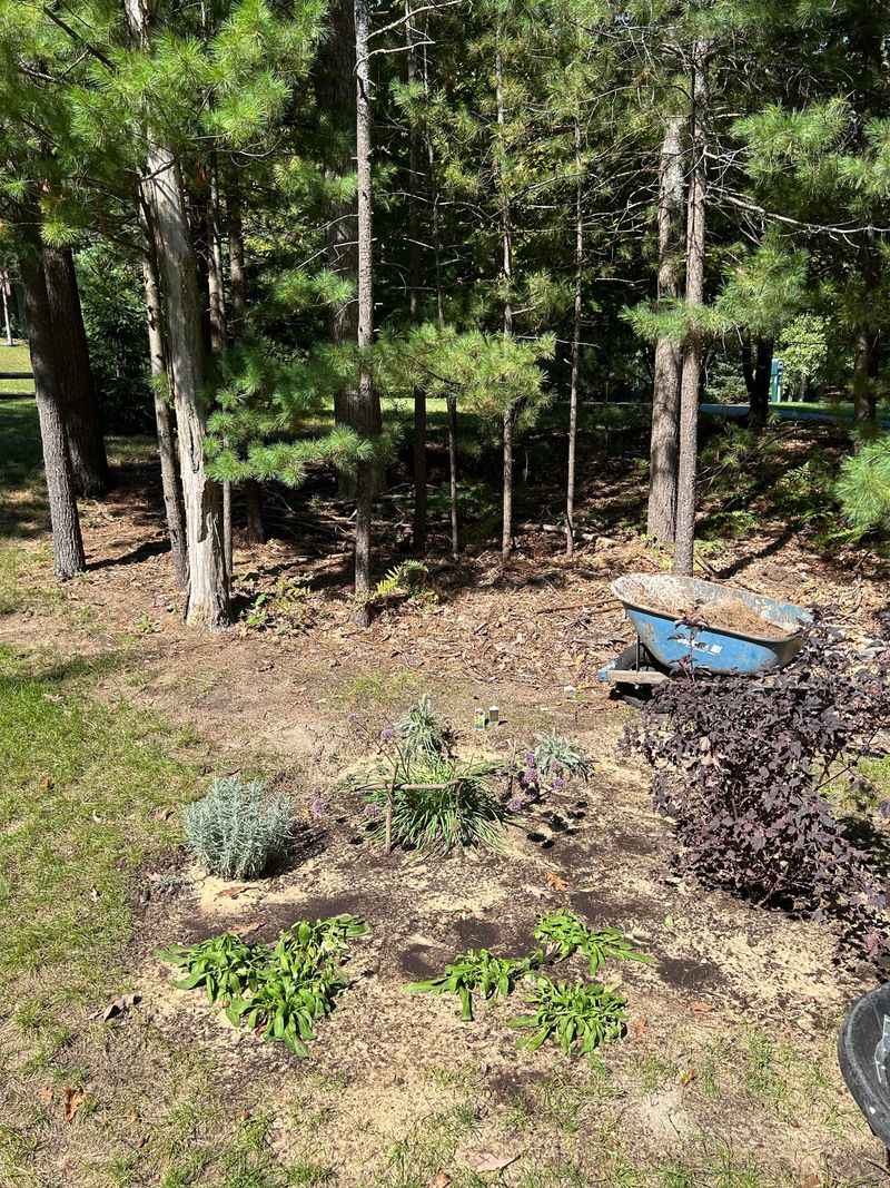 Acidic Soil from Pine Needles