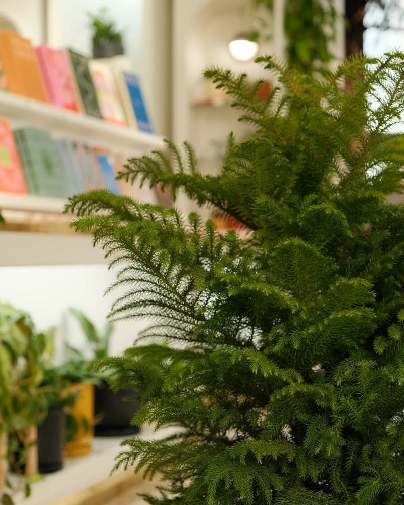 Buying An Oversized Tree For Your Space