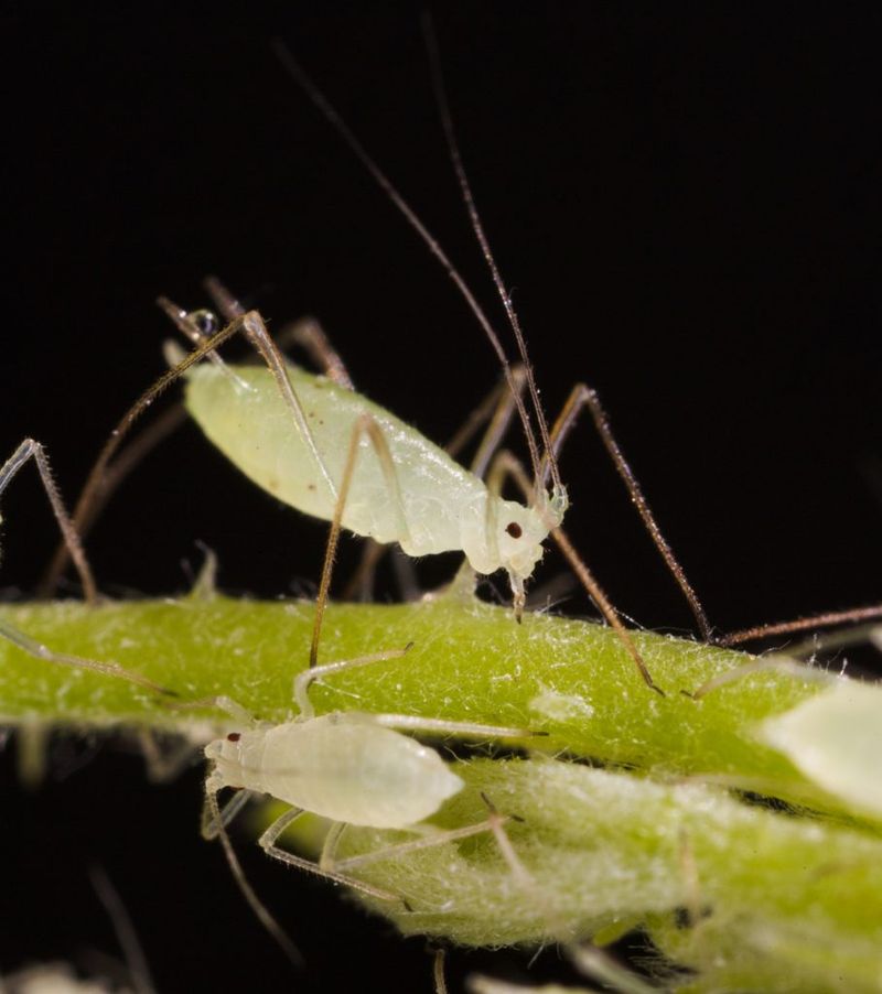 Not Checking For Pests Hiding In Foliage
