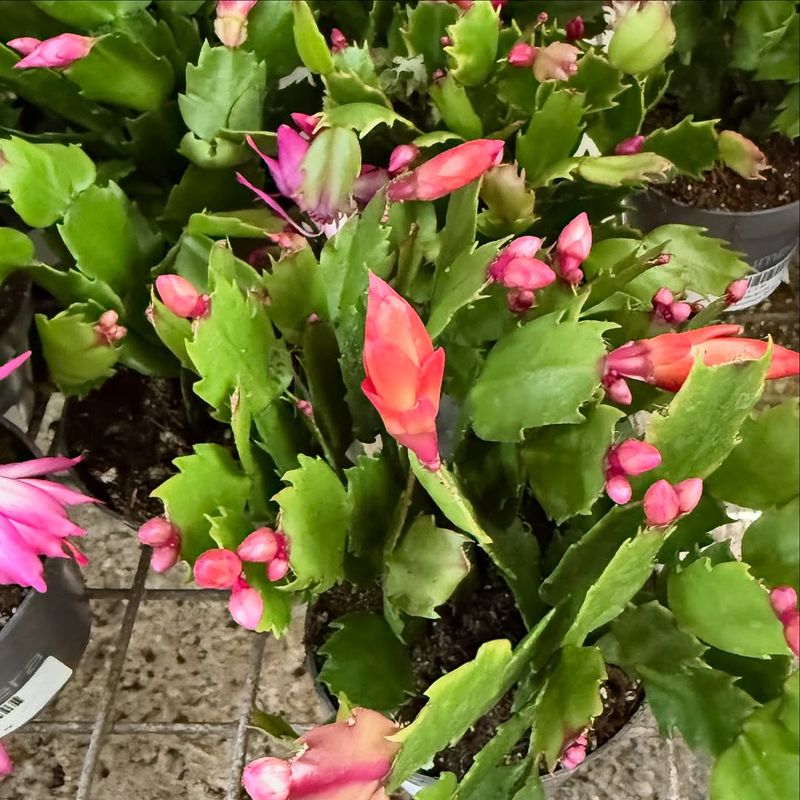 Ignoring The Flower Shape Details