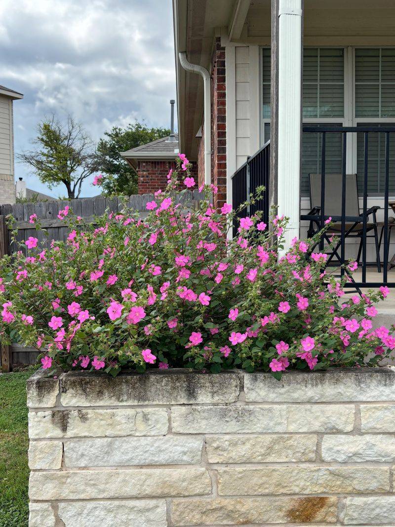 Minimal Pruning Keeps Plants Looking Their Best