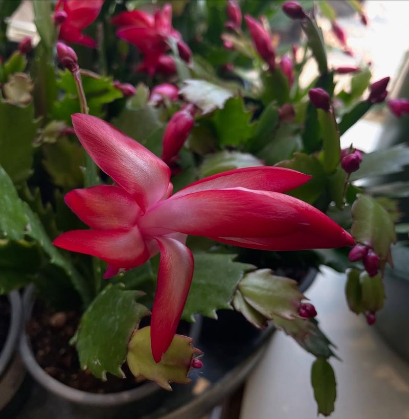 Encourage Blooming with Darkness