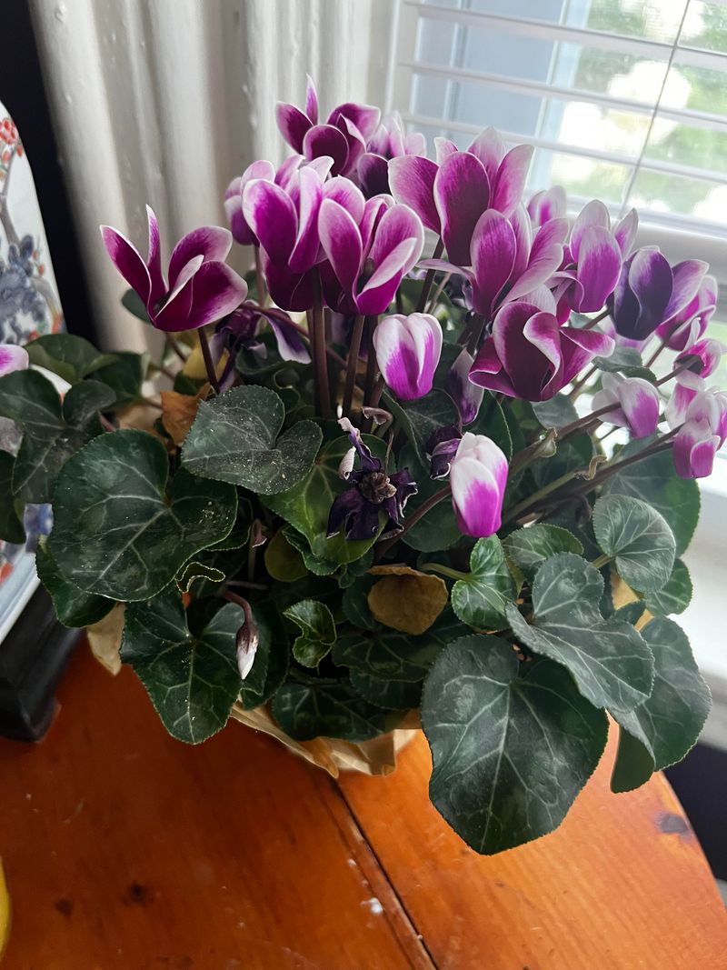 Provide Bright Indirect Sunlight