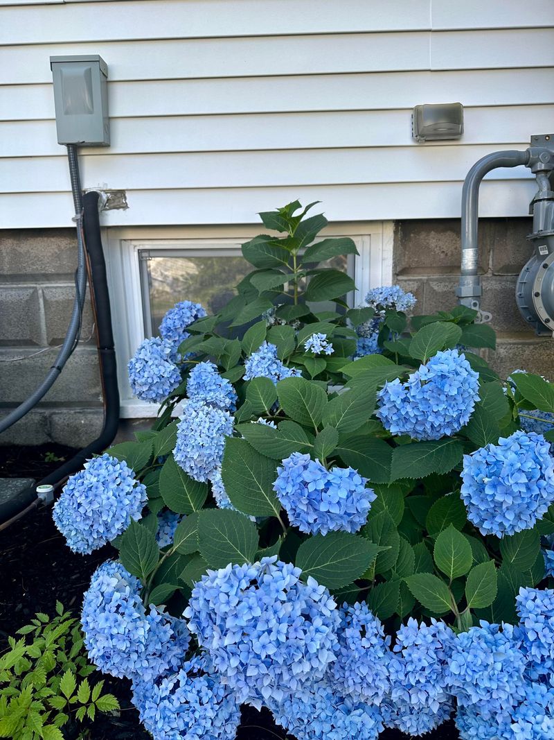 Provide Afternoon Shade Protection