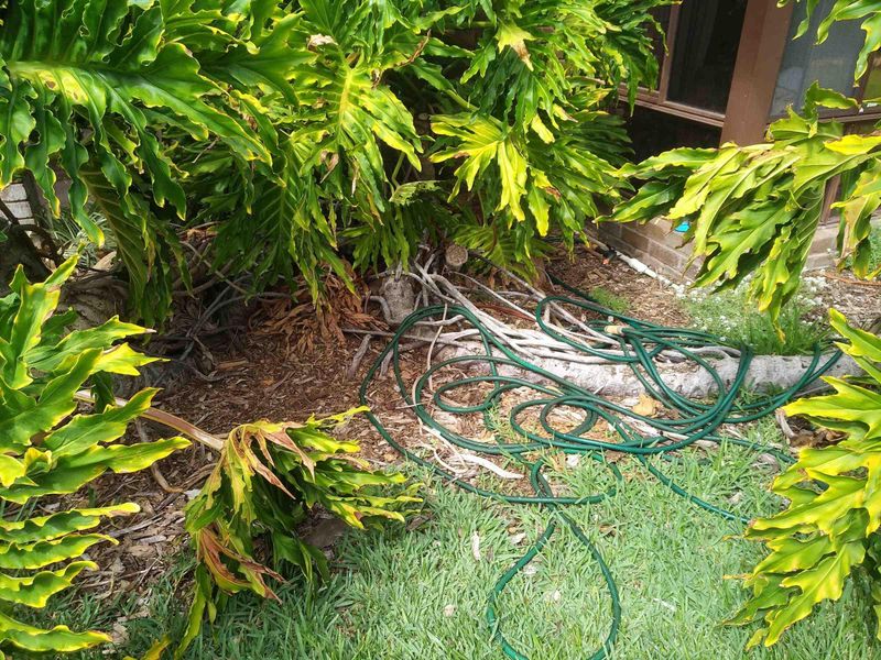 Prune To Encourage Bushier Growth