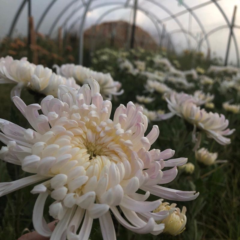 Protect From Early Frost Damage