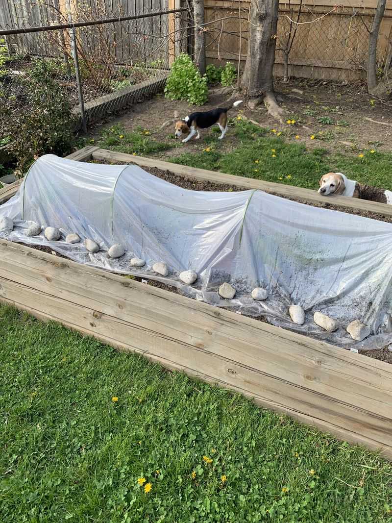 Protect From Early Frost Damage