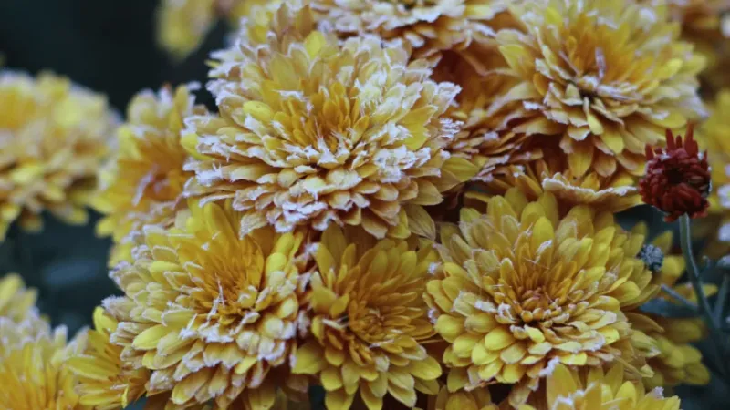 Protect From Early Frost Damage