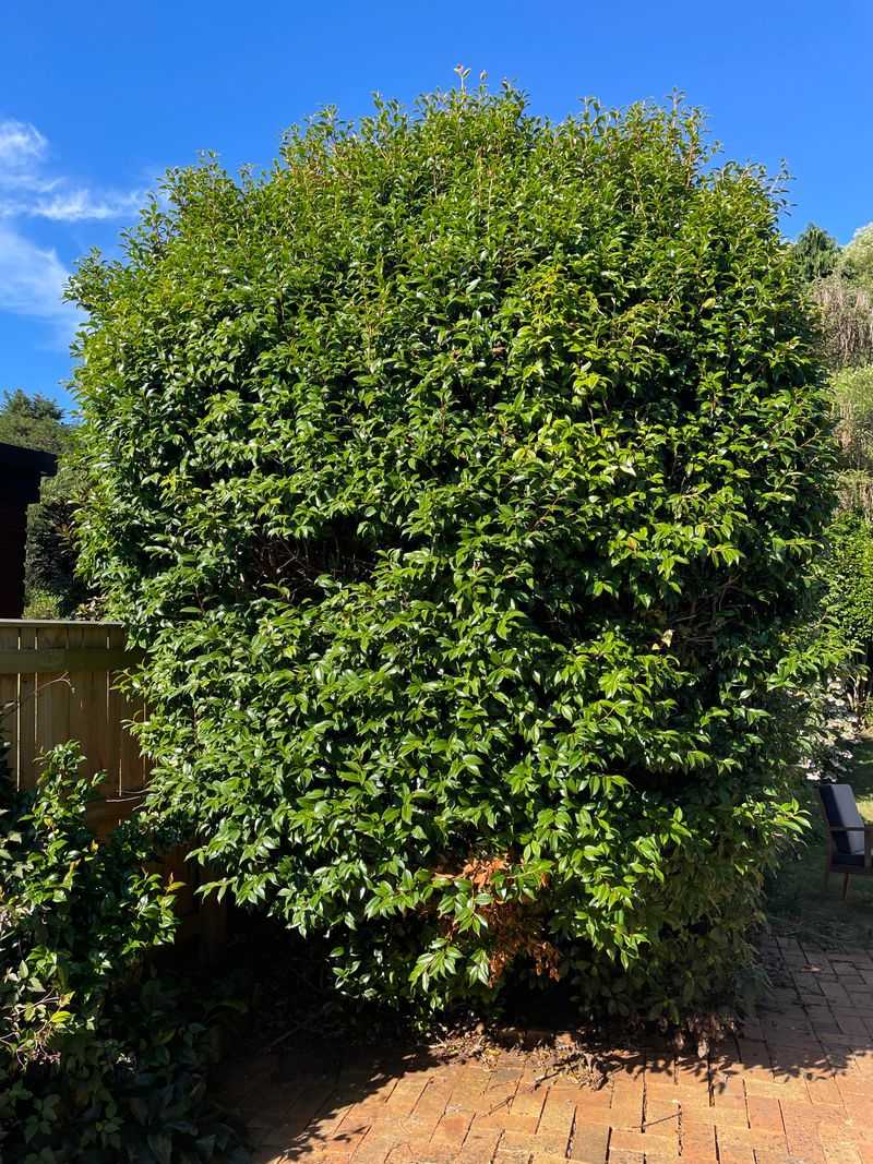 Prune After Flowering Finishes