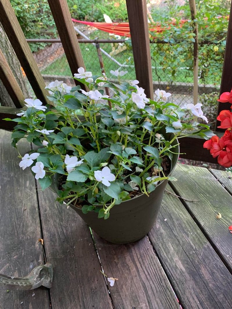 Deadhead Spent Blooms Regularly