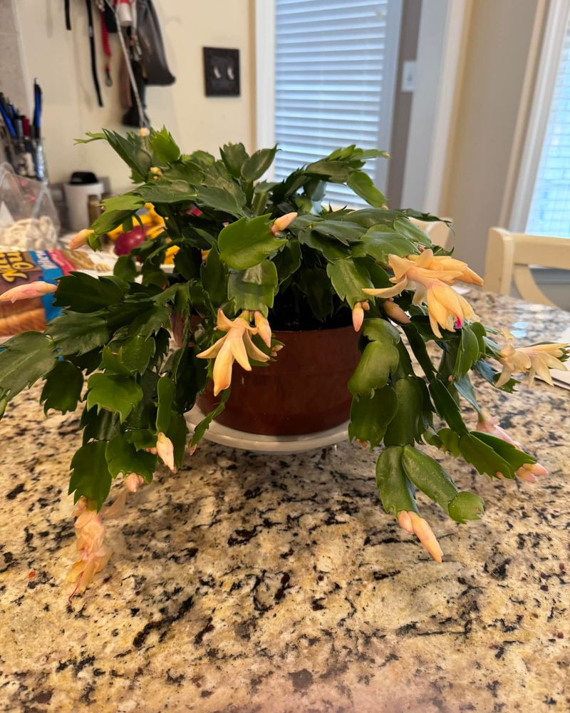 Encourage Blooming With Darkness