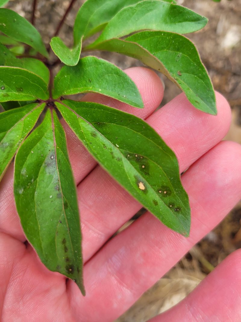 Monitor for Pests and Diseases