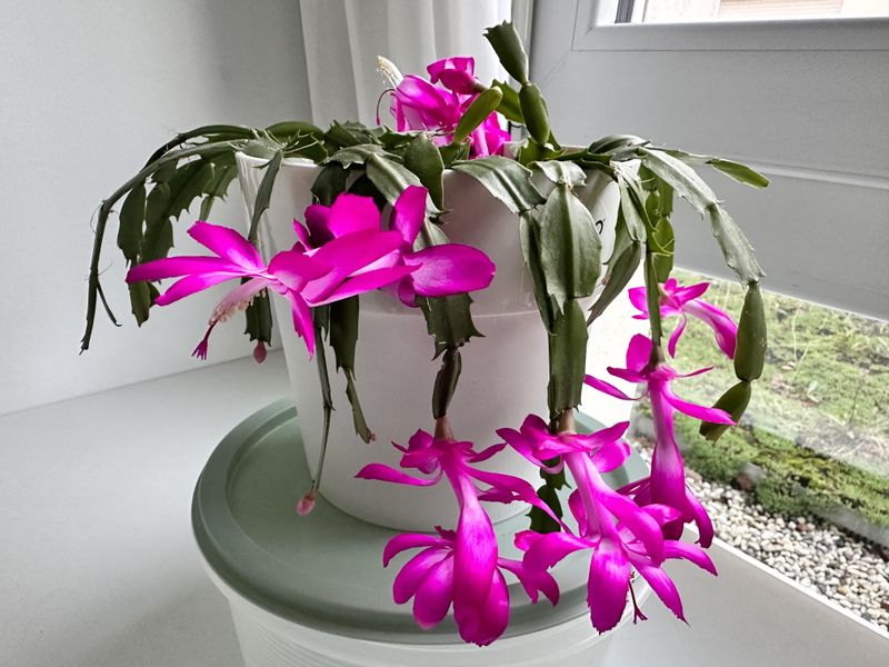 Position In Bright Indirect Light