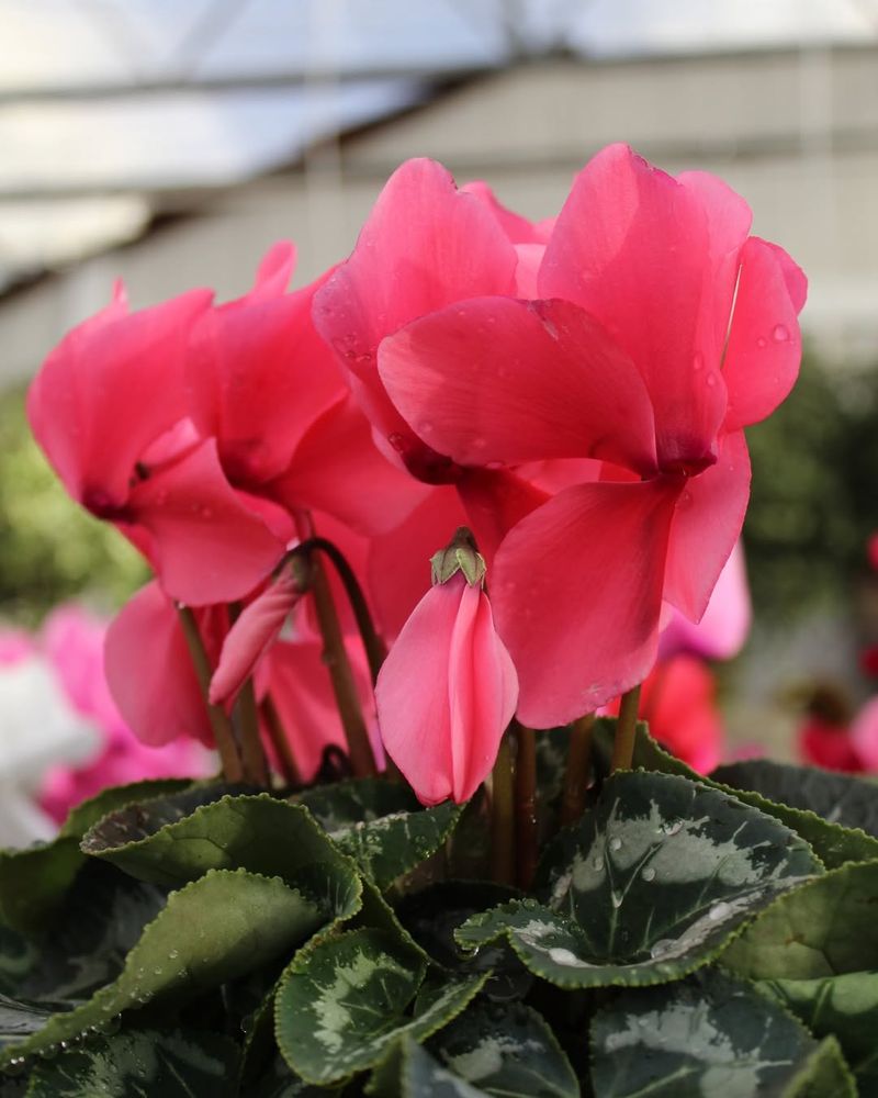 Choose Winter-Blooming Plant Varieties