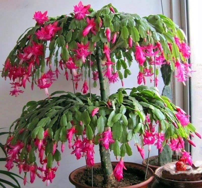 Keep Temperatures Cooler At Night