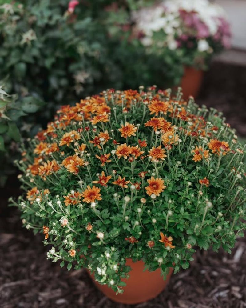 Protect Mums From Early Frost Damage