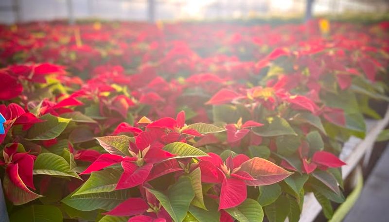 Avoid Plants Displayed Near Cold Drafts