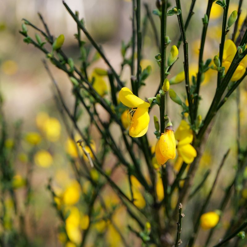 Scotch Broom