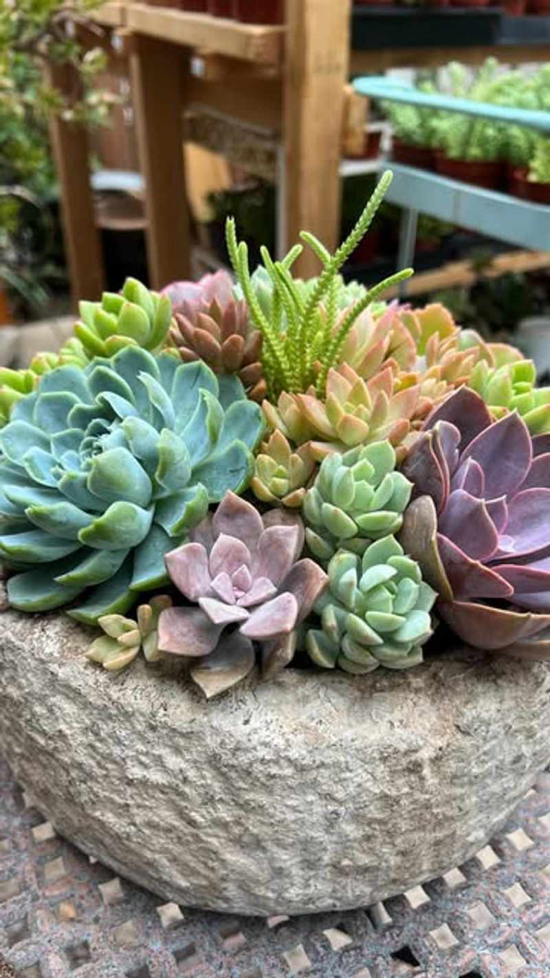 Succulents