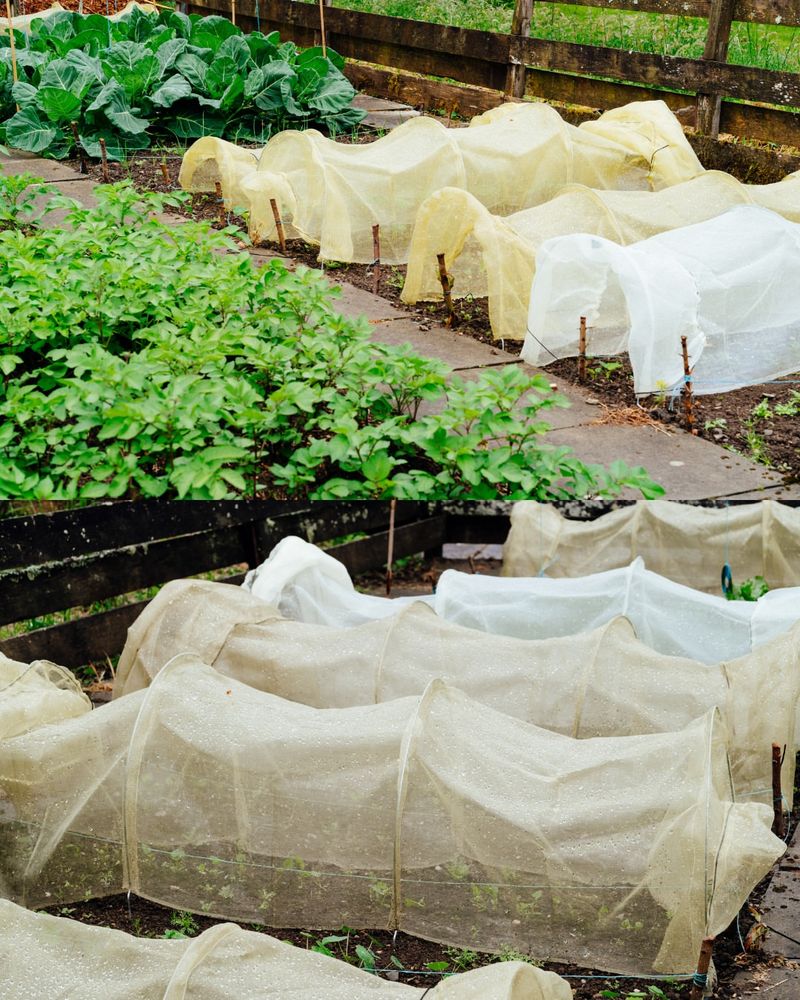 Protect Tender Plants From Frost