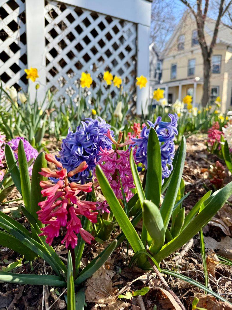 Plant Spring-Blooming Bulbs
