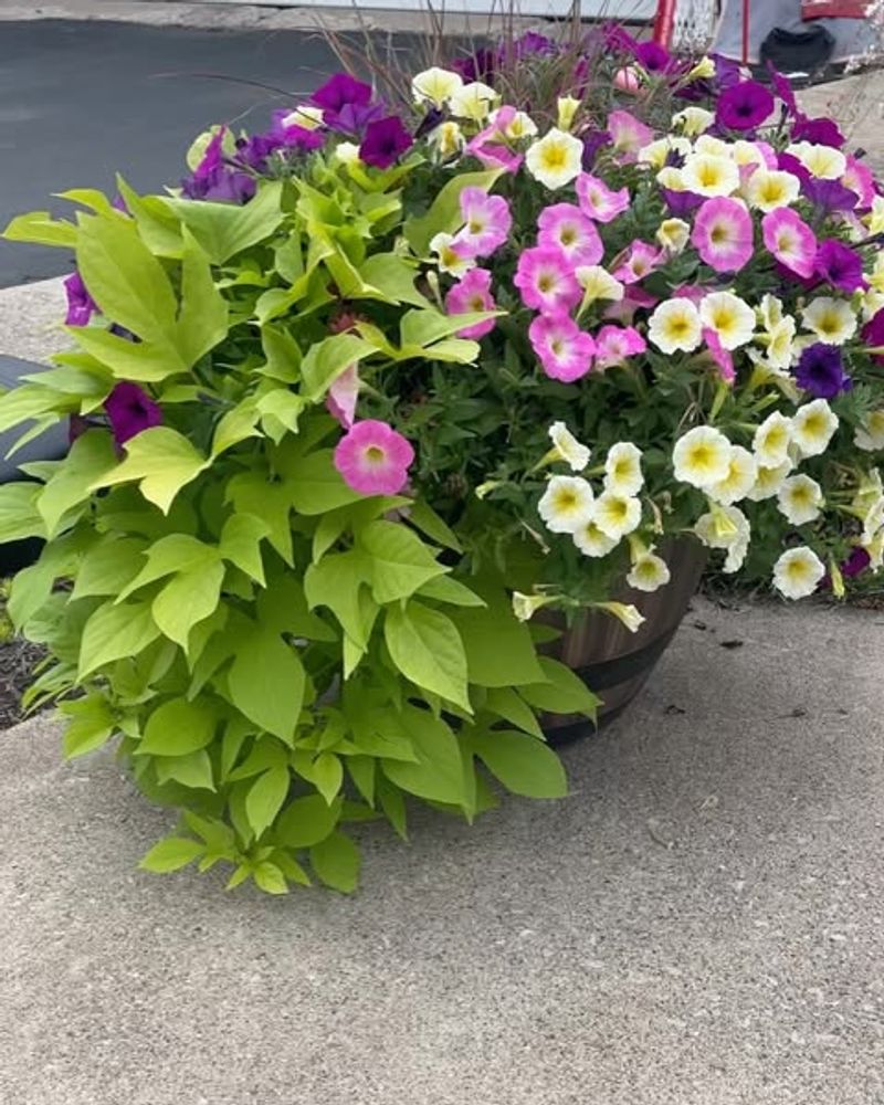 Container Placement Matters More Than You Think