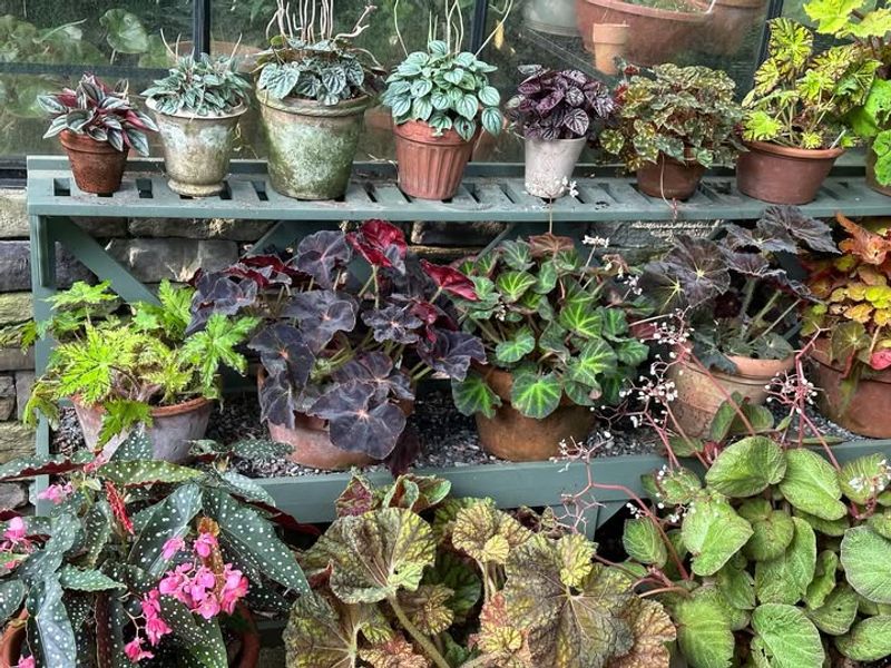 Choosing Heat-Tolerant Varieties For Louisiana