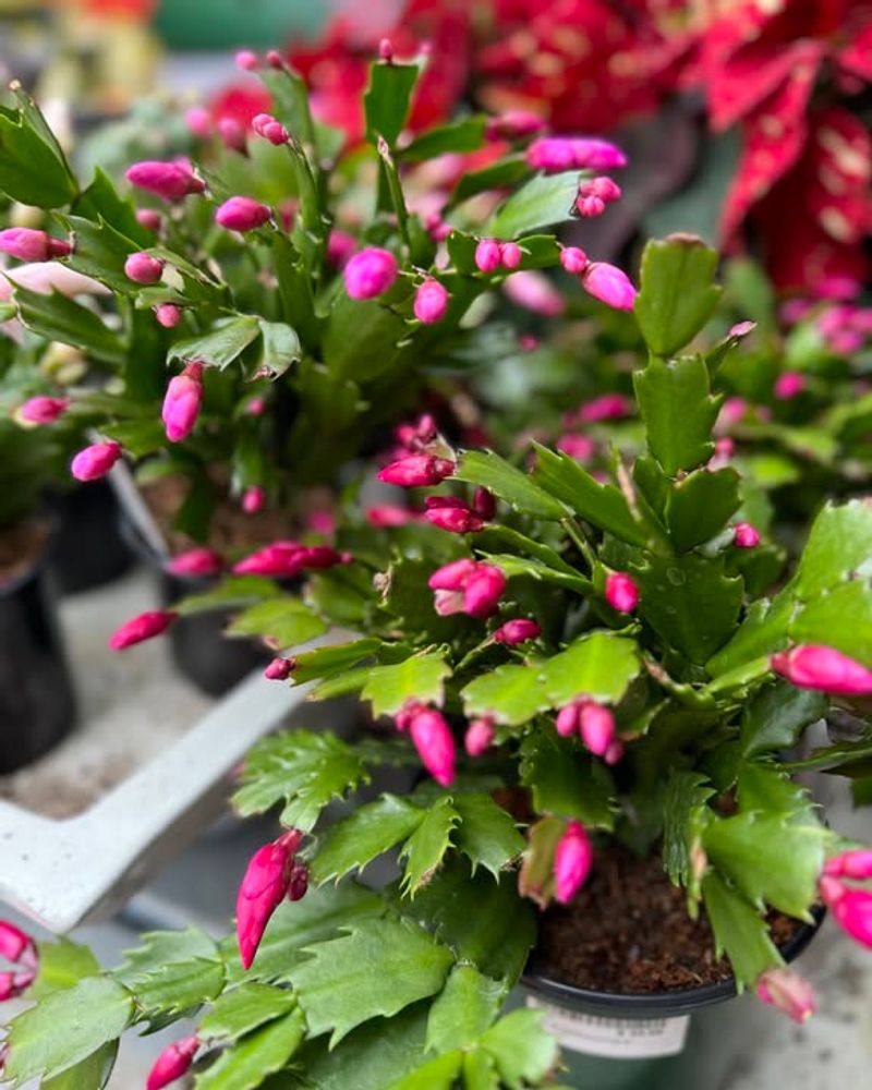 Christmas Cacti Only Bloom Once Per Year