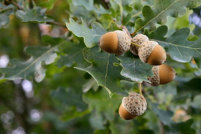 Reduced Pest Pressure Allowed Acorns To Mature