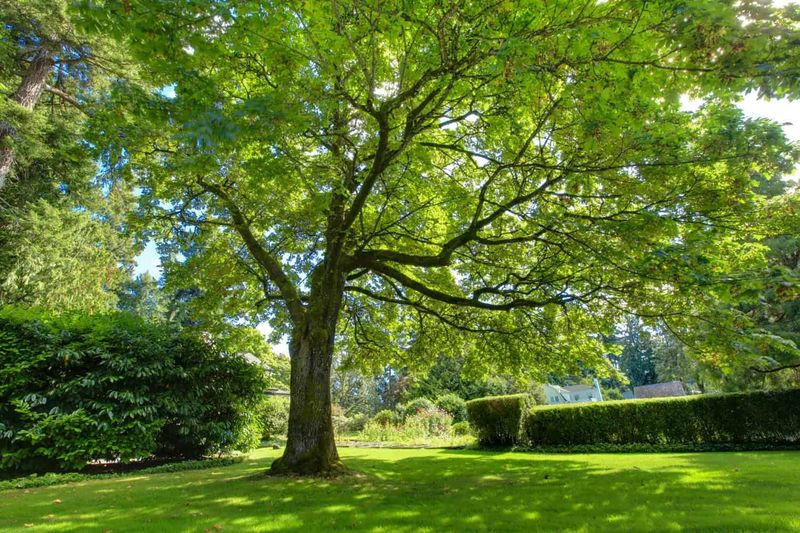 Abundant Summer Sunshine Boosted Tree Productivity