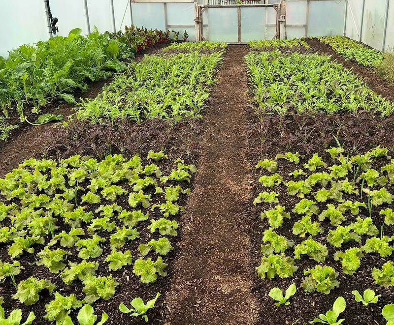 Sunlight Intensity Becomes Gentle