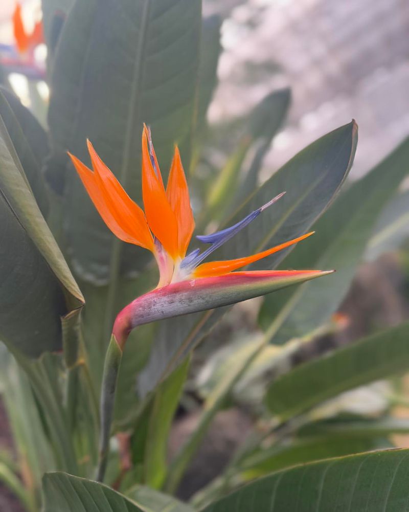 Bird Of Paradise