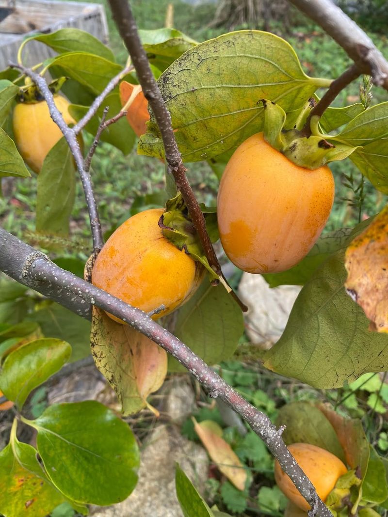 Persimmon Trees (Asian Varieties)